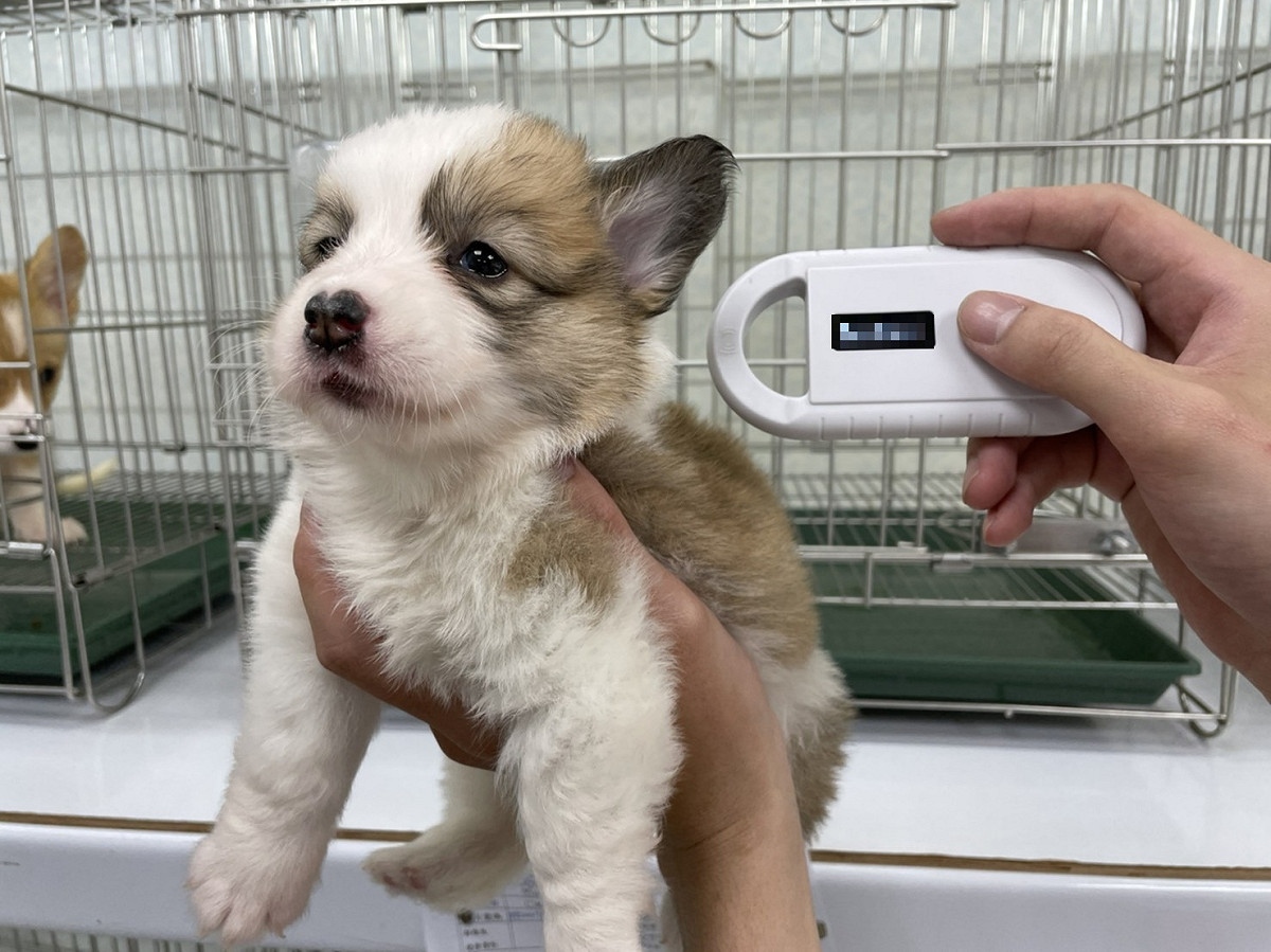 販售犬貓應植入晶片。 圖：新北市動保處提供