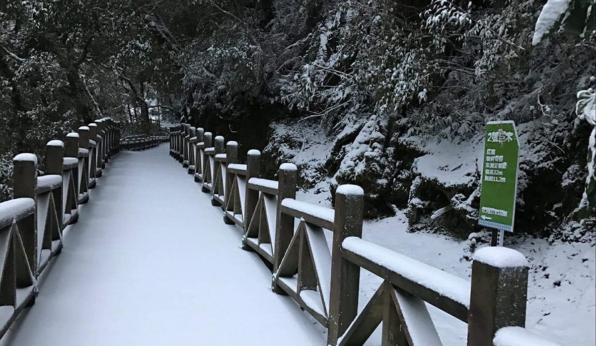 桃園的拉拉山也可能迎初雪，因此民眾一早就湧入想一賭雪白美景。 圖：林務局新竹林區管理處拉拉山管理站／提供