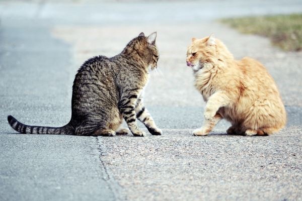 眼神 圖：寵毛網petsmao資訊平台提供