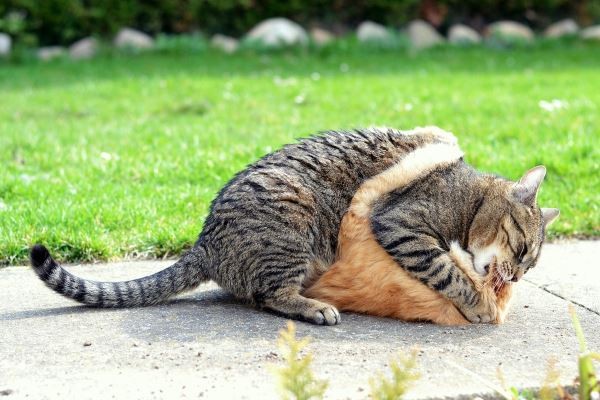 壓制 圖：寵毛網petsmao資訊平台提供