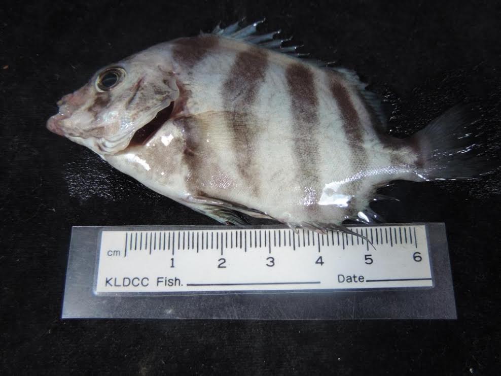 「夢幻之魚」的條石鯛，肉脂豐美、肉細皮薄、魚皮Q彈膠質濃郁，魚體黑白相間、顏色炫目、與人互動性高，食用觀賞兩相宜，每台斤要價逾1600元，價昂魚稀，現在成功繁殖了。 圖:高雄市農業局提供
