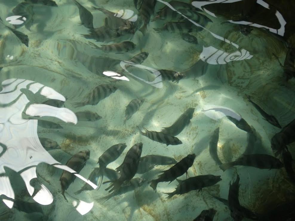 透過良好飼養管理來減少疾病發生及確立零用藥、無毒優質養殖模式，將是未來台灣養殖產業永續發展的關鍵。 圖:高雄市農業局提供