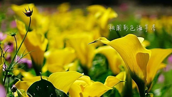 桃園海芋季有黃、紅、紫、粉紅等4種顏色的海芋，相當美麗。 圖:桃園市政府提供