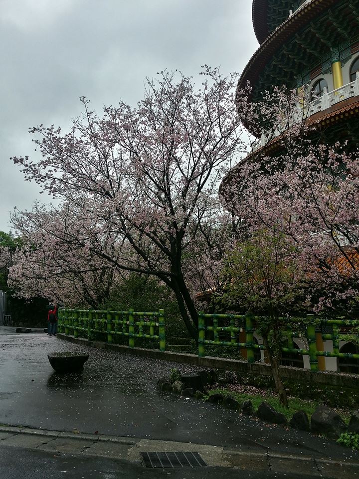 每年3月至4月間，天元宮園區內吉野櫻繁華盛開，成為天元宮內獨特的自然景觀。 圖：翻攝自淡水天元宮花況報導臉書