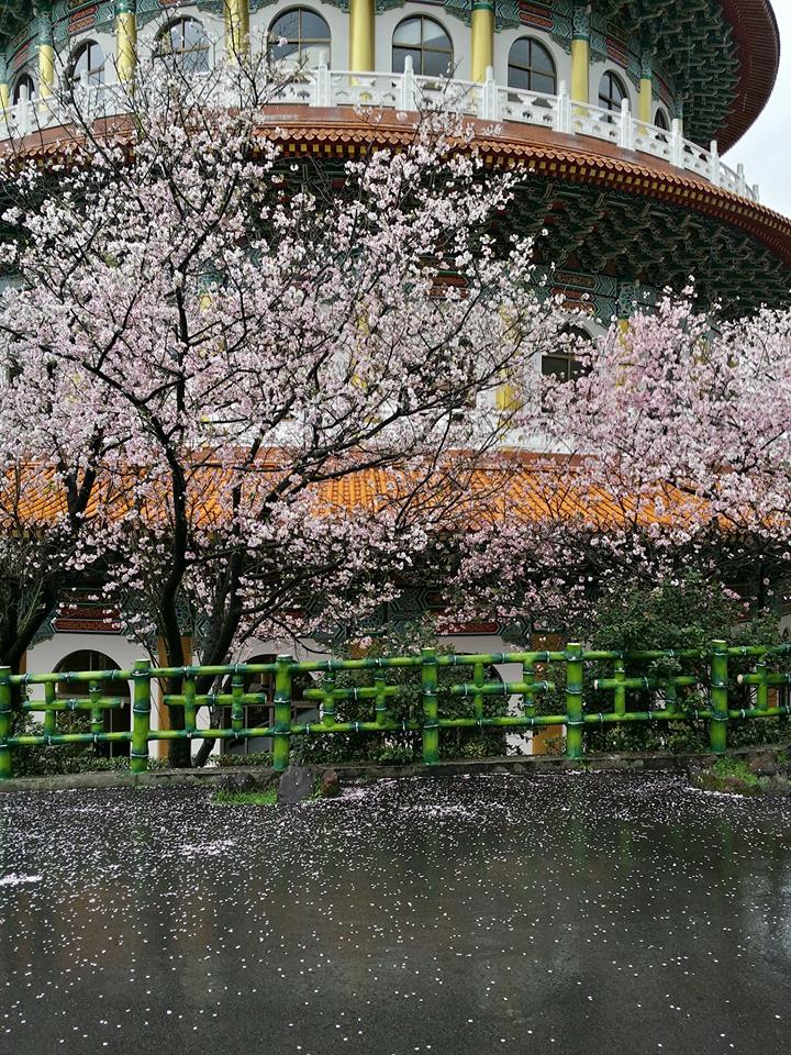 目前天元宮內吉野櫻花株約剩80%、綠芽5%；民眾亦可透過「淡水天元宮花況報導」粉絲團追蹤最新花況。 圖：翻攝自淡水天元宮花況報導臉書