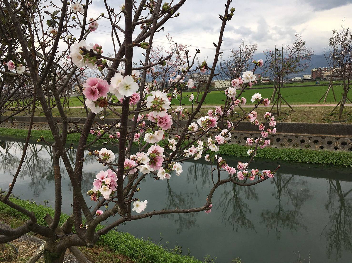 宜蘭秘密賞櫻景點「羅莊櫻花步道」昨日正式點燈。 圖：翻攝自羅東鎮觀光發展所臉書