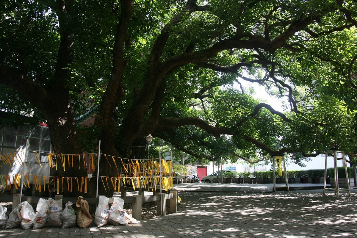老茄苳樹位於台灣大道、均安街與梅川附近的茄苳公園內，據傳樹齡超過千年，樹高30多公尺，樹冠面積超過1500平方公尺，堪稱台灣平地上最老、最巨大的茄苳樹，亦為當地居民信仰中心。 圖：翻攝自搶救千年老茄苳台灣全民總動員臉書