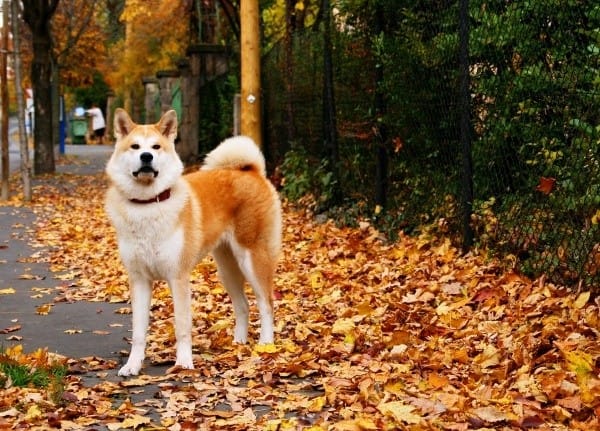 我也是秋田！
