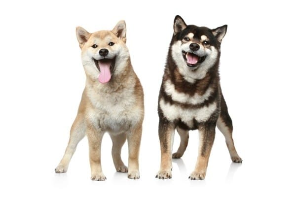 我們是柴柴啦！ 圖：寵毛網petsmao資訊平台提供