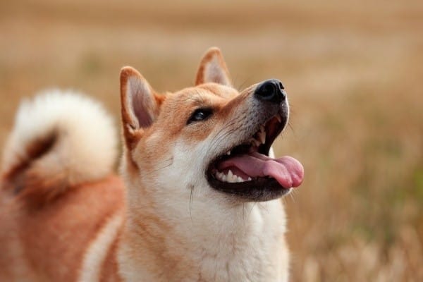 我也是柴柴！ 圖：寵毛網petsmao資訊平台提供
