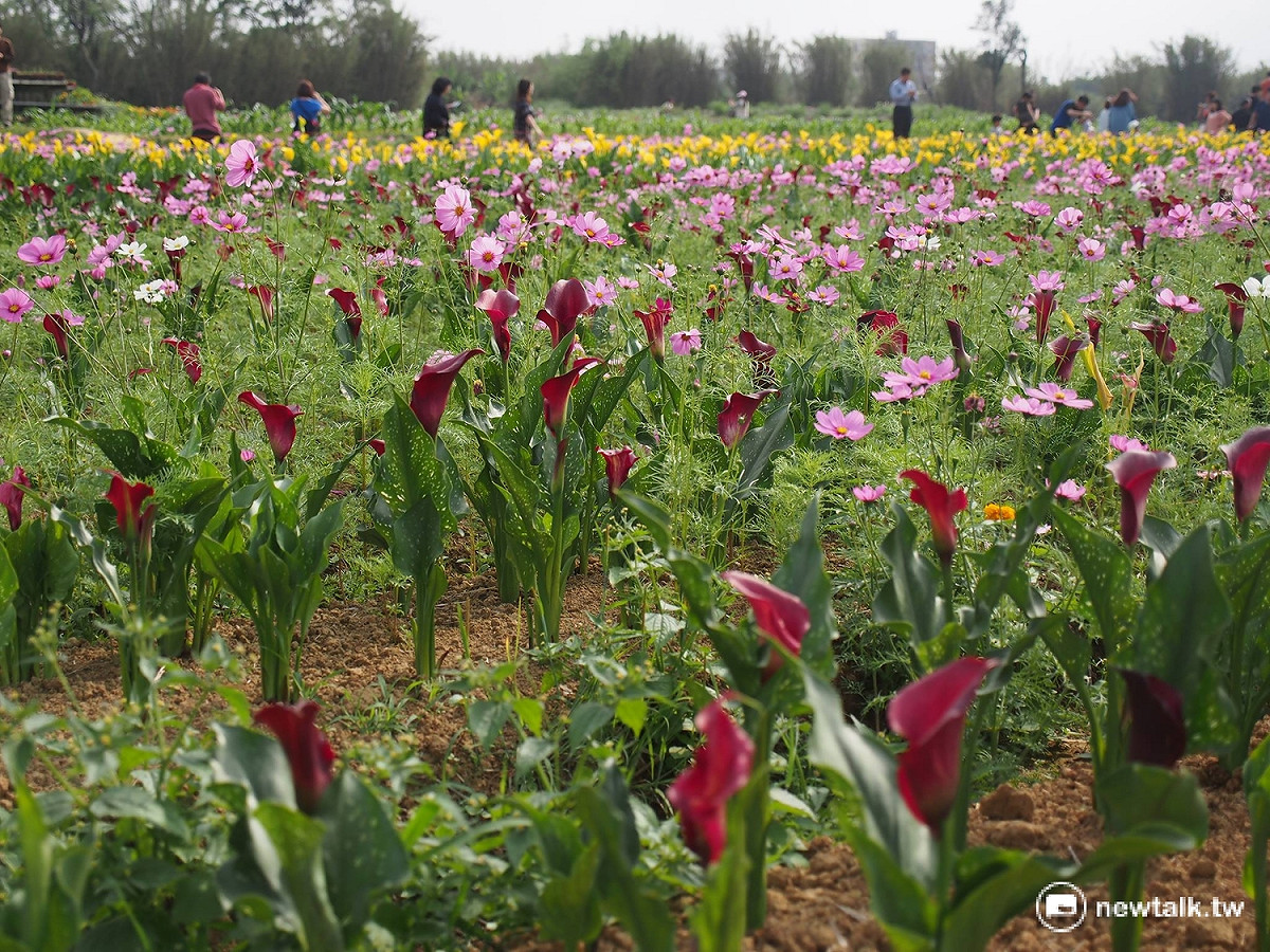 桃園海芋節原訂展期至4月9日，但因參觀人數多，桃市府決定加碼將活動延長到本月21日。 圖：彭素華攝