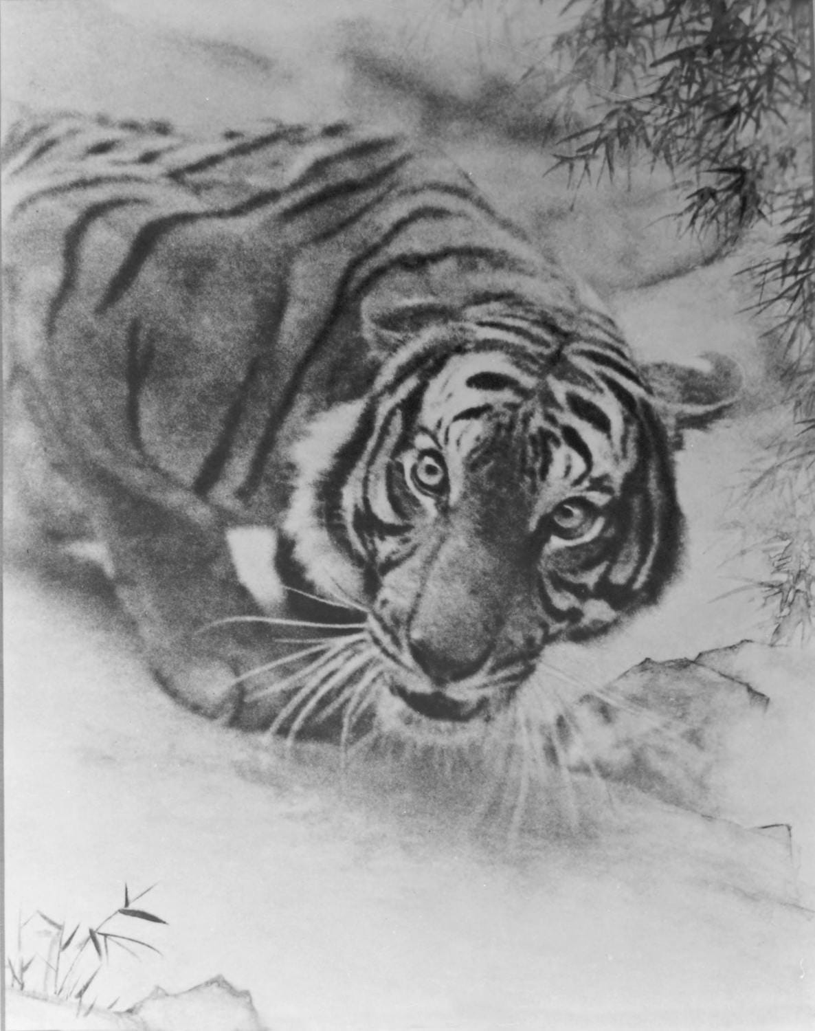 郎靜山展品-虎視眈眈。 圖：北投文物館提供