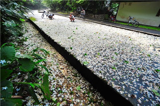 桃園市石門三坑的鐵馬道，落桐如雪。 圖:翻攝自網路。