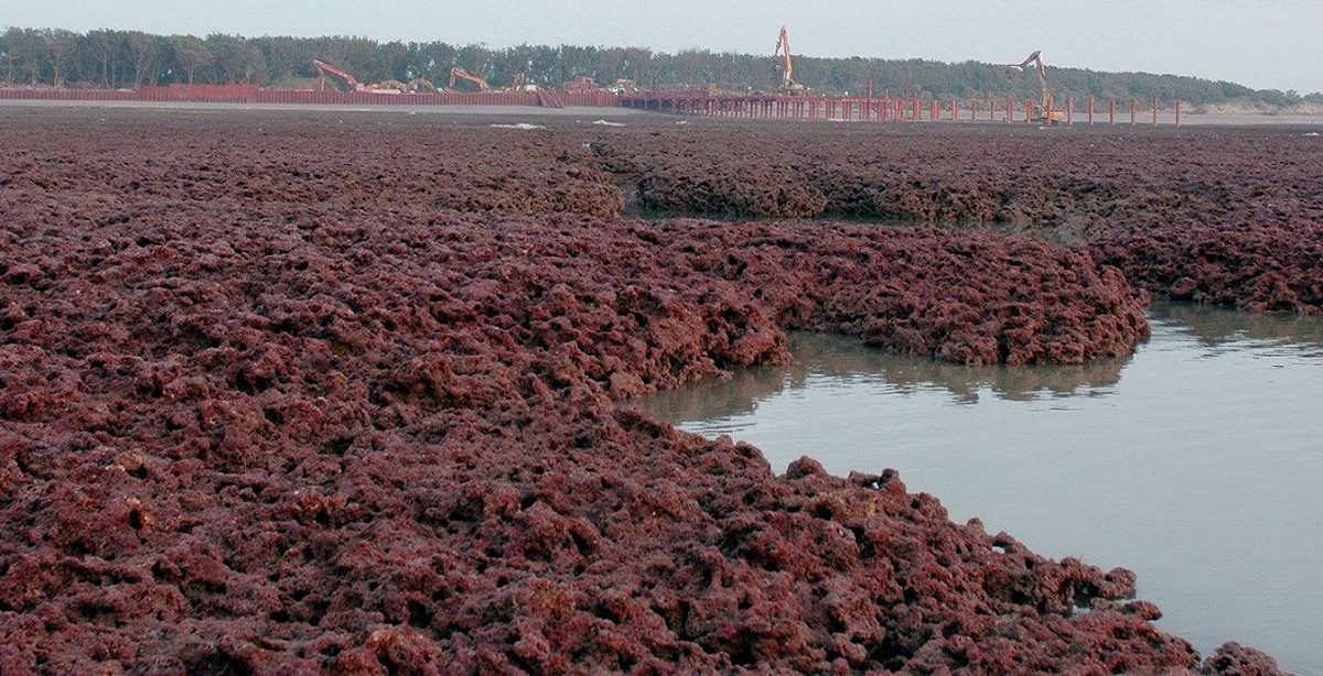 劉靜榆在2007年中油開挖桃園海岸初期所拍的藻礁礁體，當時還是一片美麗的紫紅色，她擔心這是一張遺照，因為在她持續調查下，藻礁礁體一直惡化中，早不復以前的生態。 圖：翻攝珍愛桃園藻礁臉書