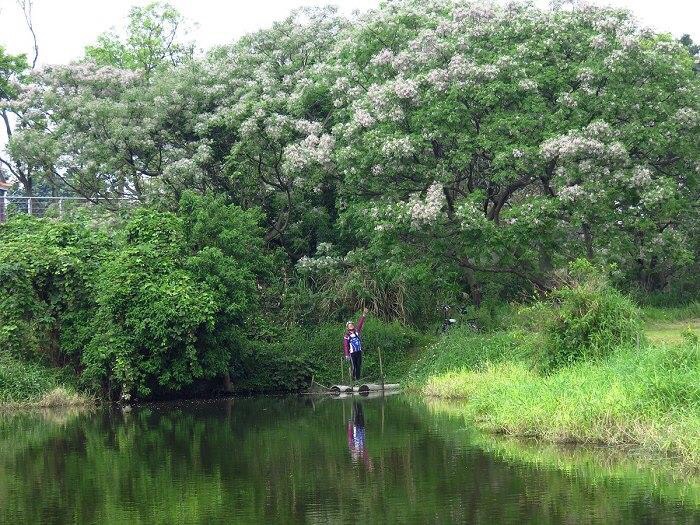 新北市樹林山佳大漢溪河邊，板橋環河步道往樹林，苦楝花也是大爆發。 圖：翻攝自新北旅客臉書