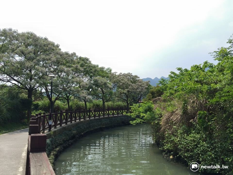 從竹圍捷運站後方，順著梅坑溪到淡水河匯流口，約500公尺長的苦楝花，遠映觀音山，詩意篇篇。 圖：陳奕攝