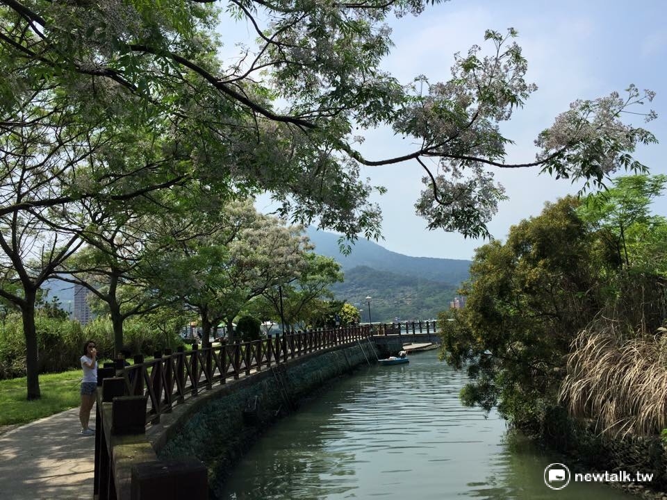 如夢似幻的小紫花和新春的綠色嫩芽，在樹梢上互相呼應、浪漫極了。 圖：陳奕攝