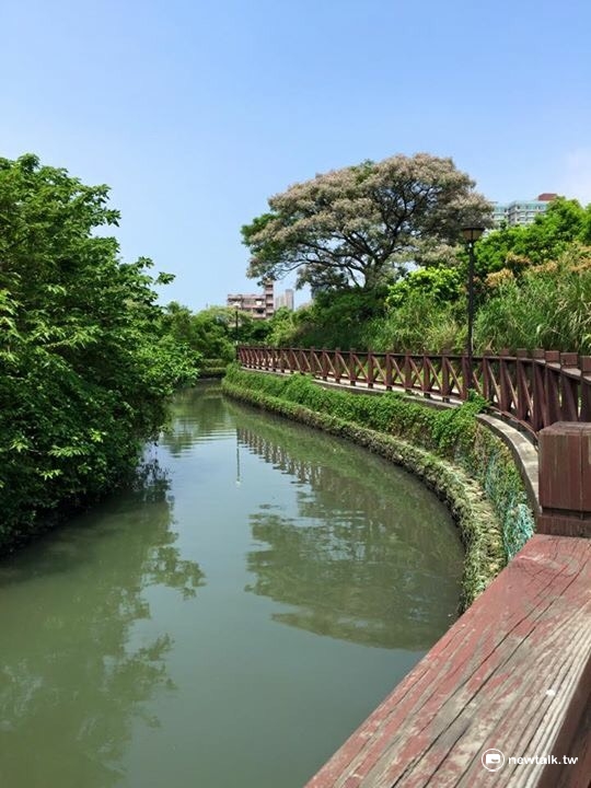 苦楝花不畏潮風鹹土，可防風、抗旱，所以海邊、河邊經常可見它的蹤影。 圖：陳奕攝