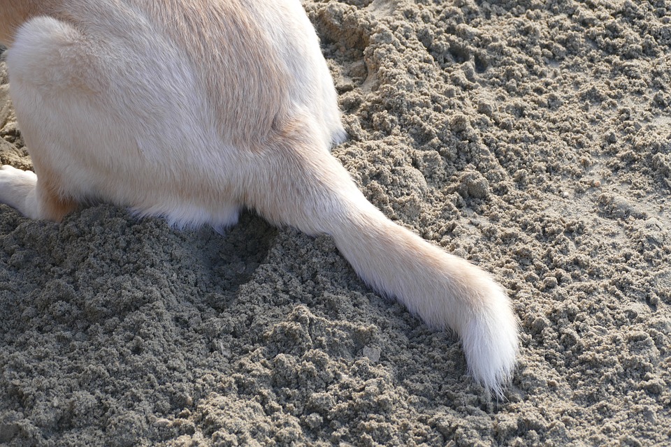 狗狗尾巴的肌肉群是幫助牠們施力排泄的重要角色，一旦受損傷無法正常收縮，輕則造成暫時性的失禁，嚴重到無法復原的話就會形成永久性的失禁或便秘！ 圖：寵毛網petsmao資訊平台提供