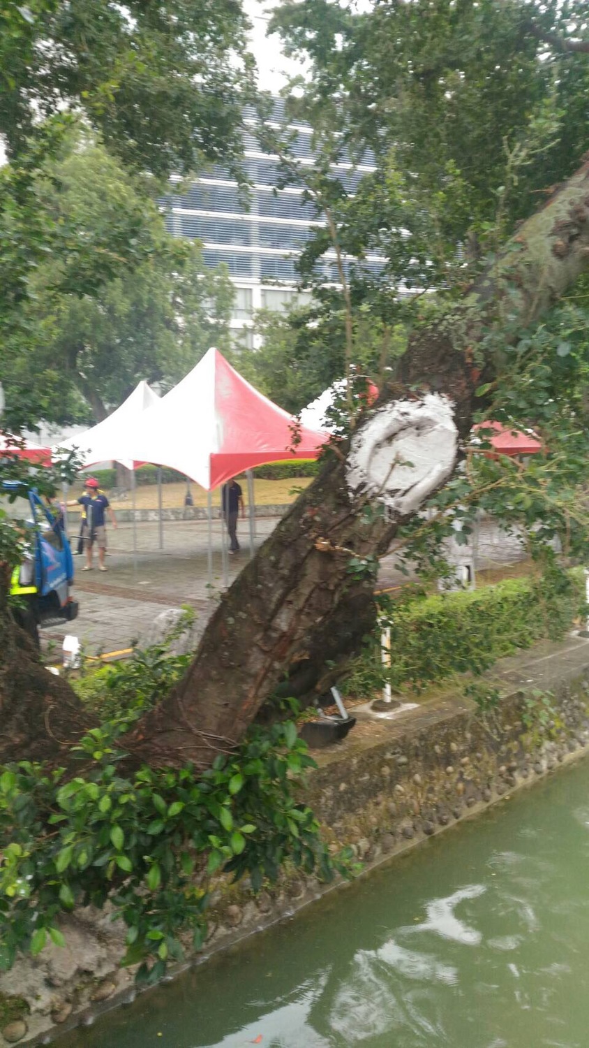 台中公園日月湖環湖栽植金龜樹，由於歷經多次風災，加上棲地環境影響，已有25株金龜樹出現「病容」。 圖：台中市政府提供