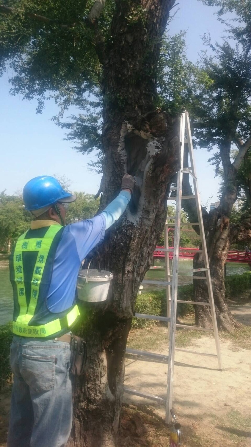 專家建議的金龜樹進行清瘡作業，包括了切除樹木腐朽部位、切除部份範圍的木質部進行碳化及塗上殺菌藥劑等步驟。 圖：台中市政府提供
