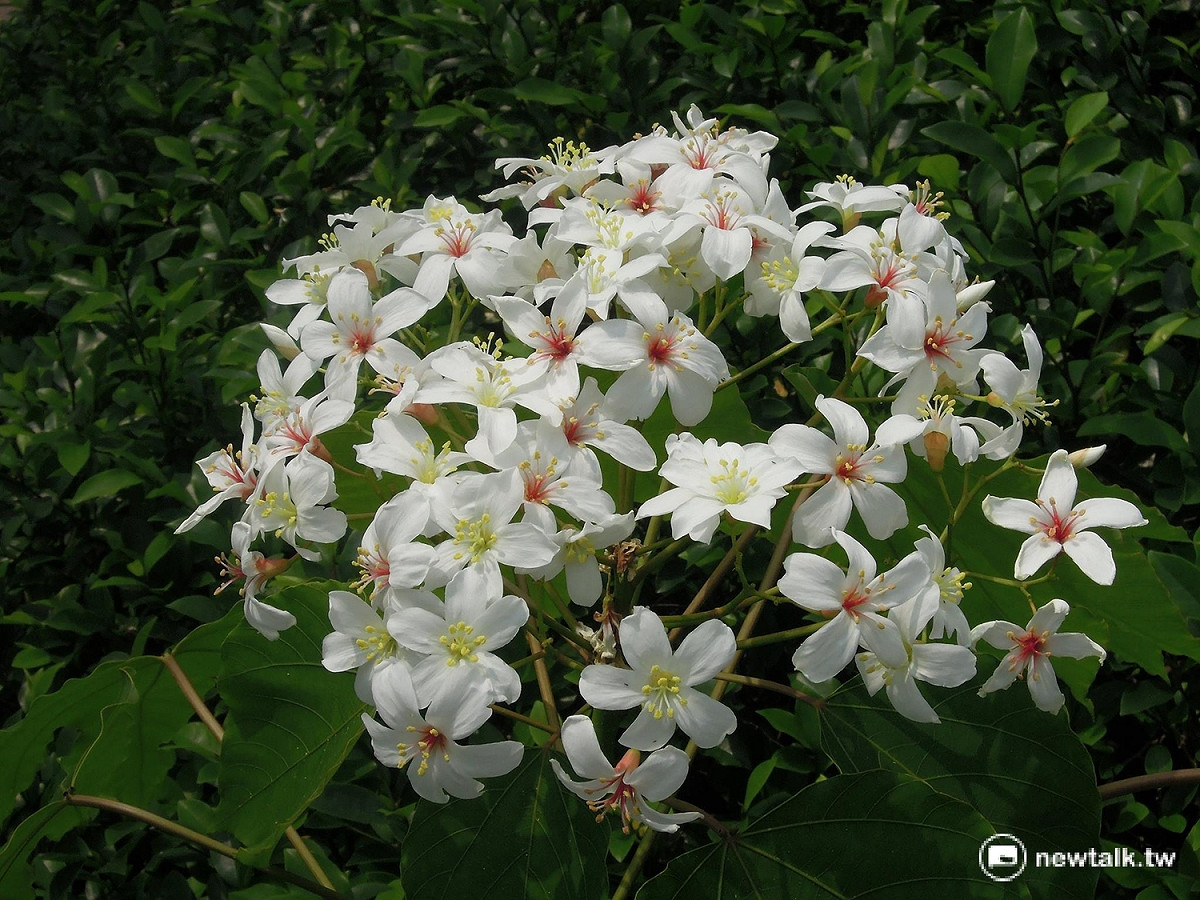 新北賞花農遊趣系列活動，共規劃櫻花、烏來杜鵑、桐花、台灣百合、荷花、豔紅鹿子百合、金花石蒜及芒花等8條路線，除了安排賞花路線生態導覽 。 圖:翻攝自新北市農業局