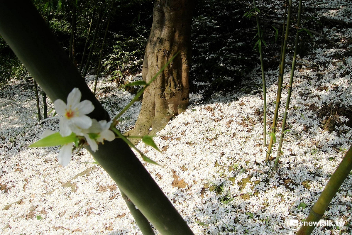 「新北賞花農遊趣-五月飄雪賞桐樂」， 4月29日(星期六)及4月30日(星期日)共2天於上午9時在三峽鳶山步道舉行，途中可賞桐花順道觀察昆蟲生態，即日起上午8時開放網路報名(新北市政府農業局官網→體驗→活動資訊→新北賞花農遊趣) 。 圖:翻攝自新北市農業局