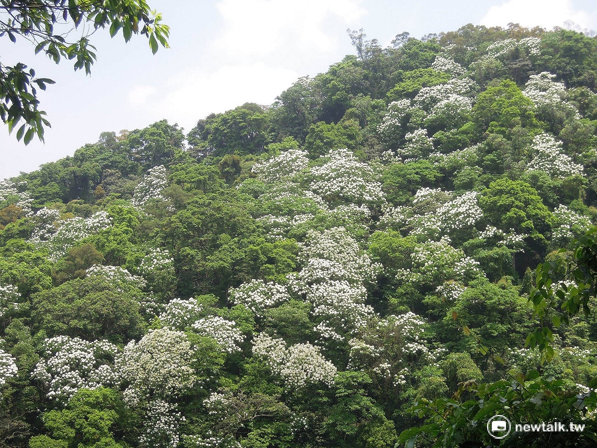 三峽鳶山步道沿線周邊地理人文素養深厚，有具歷史意義的光復銅鐘，沿途尋幽滿是油桐樹落英繽紛。全段步道長度適宜，難易適中，老少咸宜，途中佇足景點亦多，長春園、中埔生態步道、獅頭巖仙公廟等均為造訪當地推薦景點。 圖:翻攝自新北市農業局