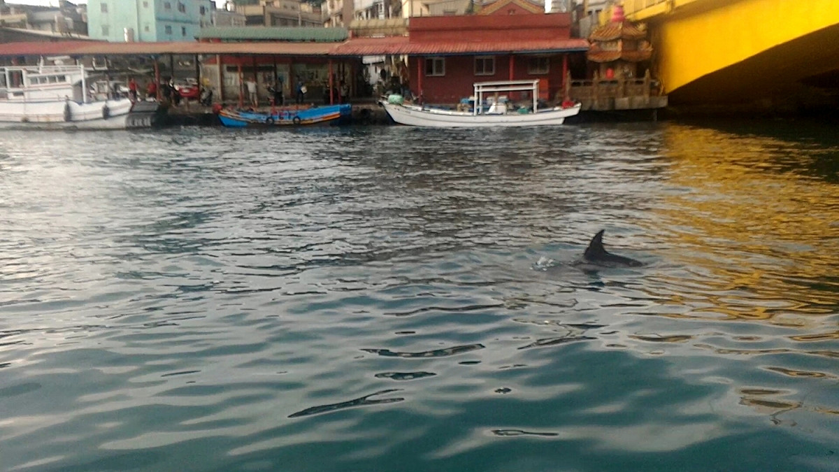 今（20）日下午基隆正濱漁港發現一隻小虎鯨在港內洄游。 圖：動物保護防疫所提供