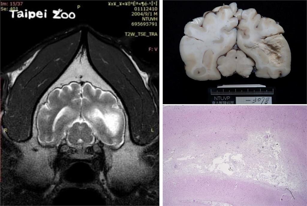 團團病因出爐，確認團團大腦罹患原發性腦瘤導致癲癇發作。 圖：台北市立動物園／提供