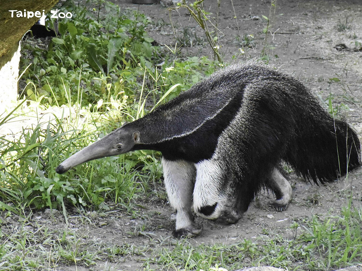 大食蟻獸「口袋莎」因難產不幸過世。 圖：台北市立動物園／提供