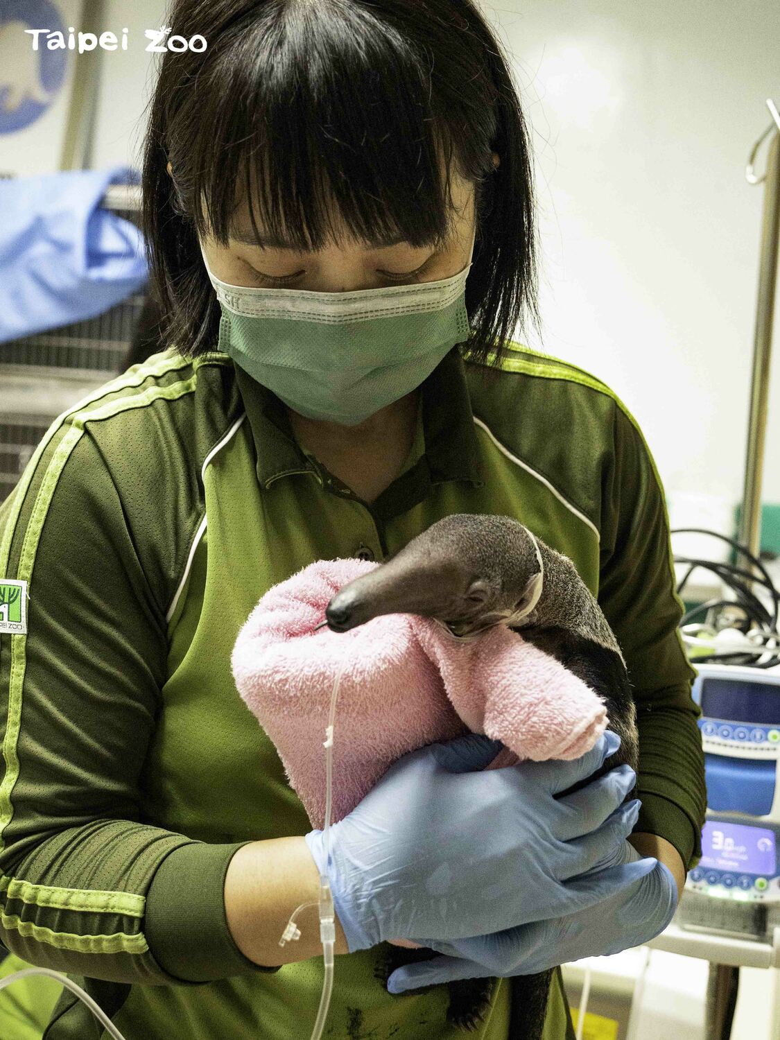 大食蟻獸「口袋莎」母女接連過世。 圖：台北市立動物園／提供