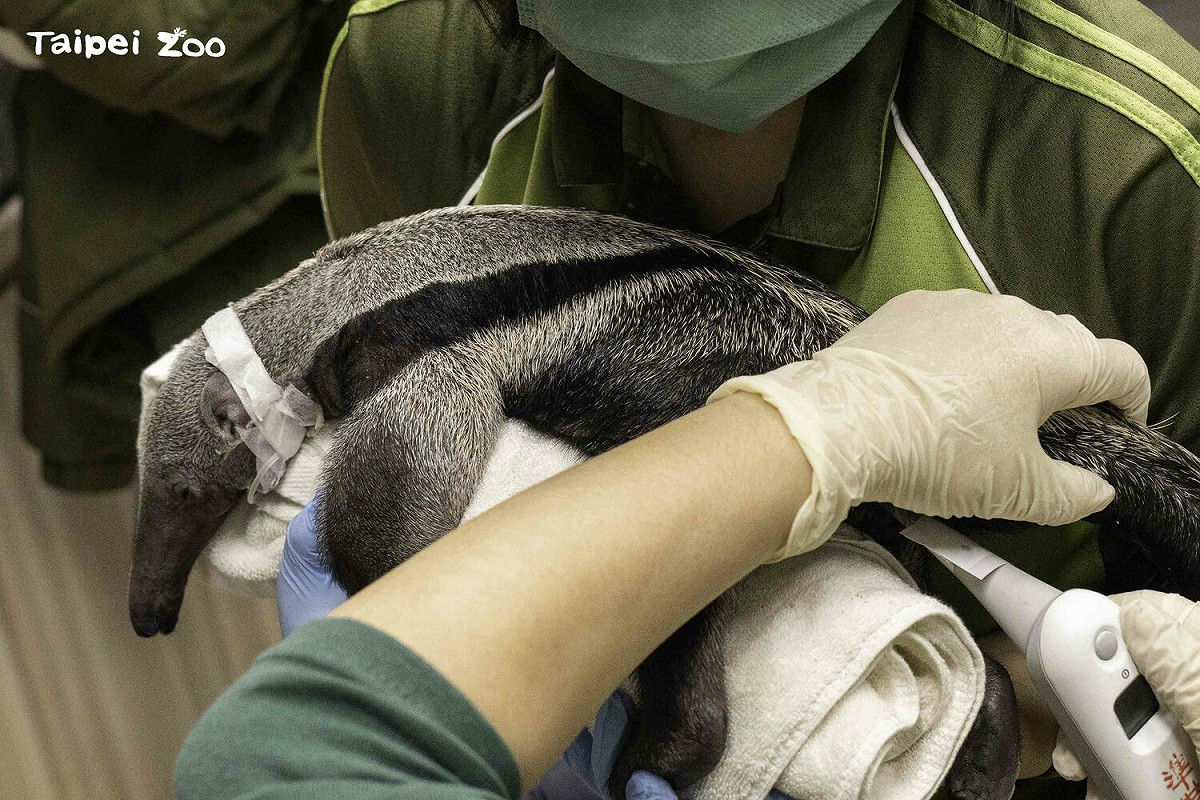 大食蟻獸寶寶在出生2日後死亡。 圖：台北市立動物園／提供