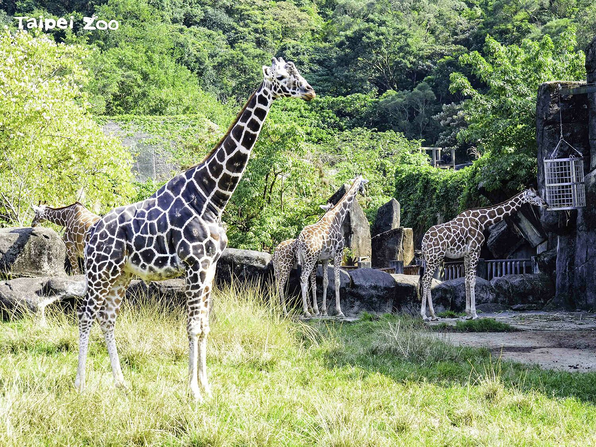 「菊忠」（前）1999年1月15日誕生於臺北市立動物園，享年23歲11個月。 圖：台北市立動物園／提供