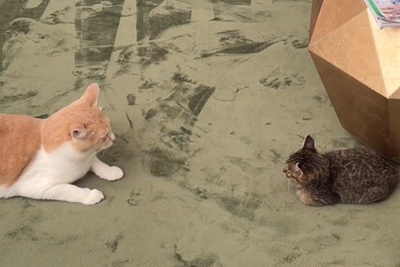 先住貓繞背想偷襲，牠反應呆萌竟意外反將一軍，飼主笑翻。 圖／Instagram：taaaaa_nyaaaaa