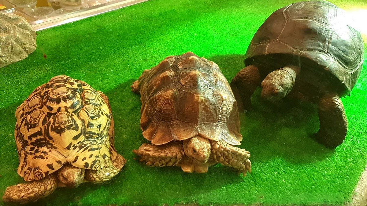 鼠兔類、兩棲爬蟲類和鳥類等特殊寵物已有越來越多飼主飼養。 圖：新北市動保處提供