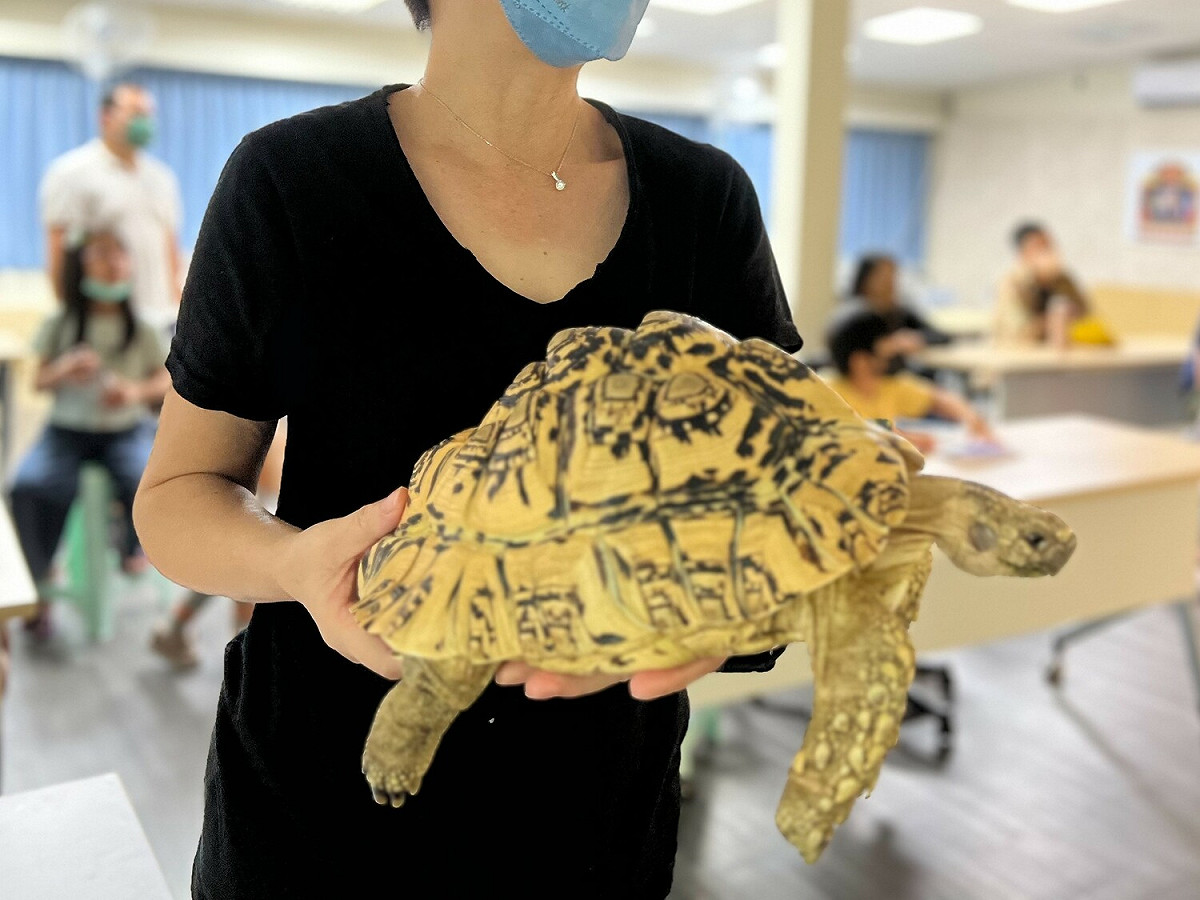 豹紋陸龜是受歡迎的陸龜種類之一。 圖：新北市動保處提供
