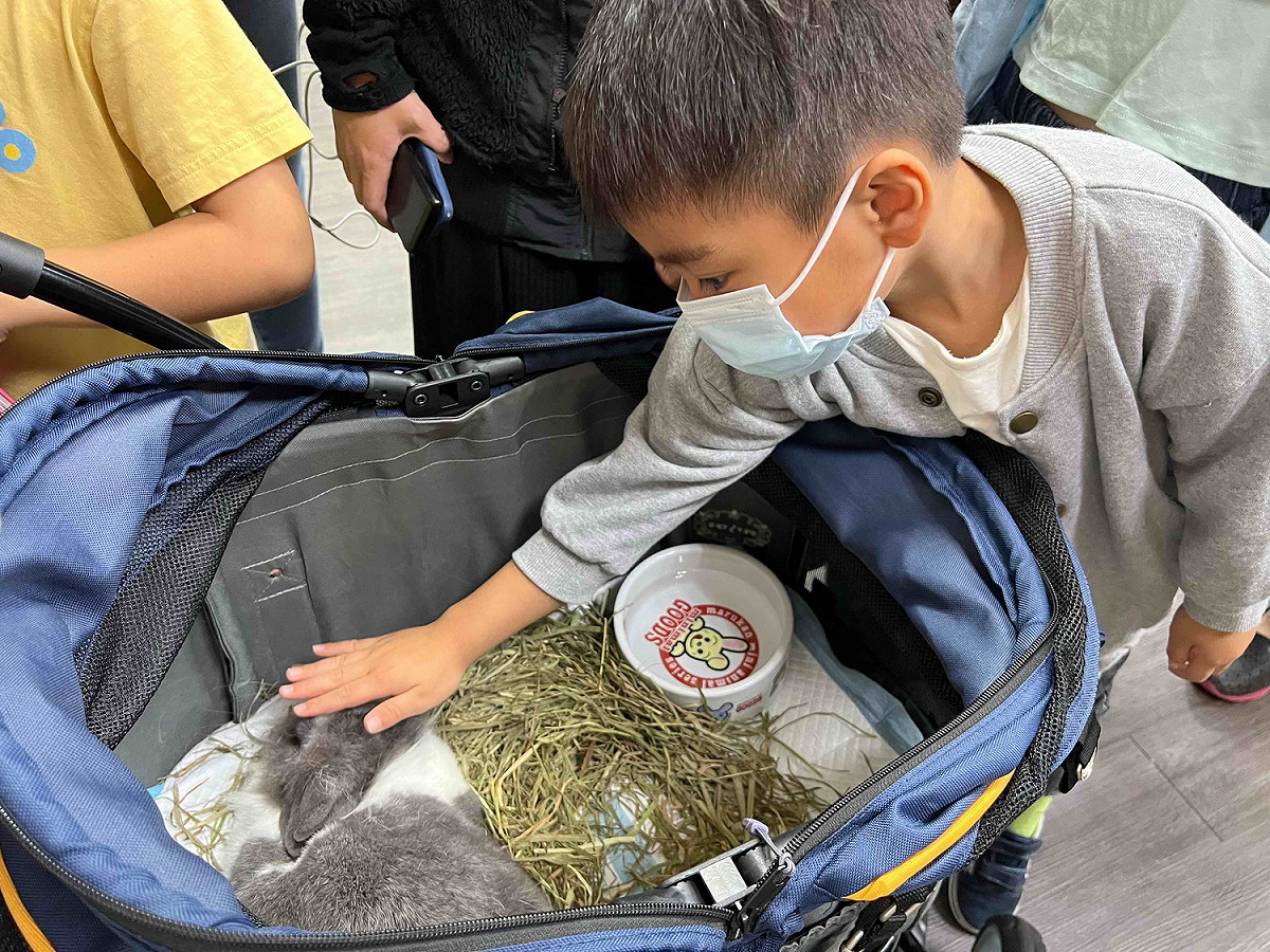 一般人認知兔子是吃紅蘿蔔，其實兔子主要的食物來源是乾牧草和專用飼料，不是紅蘿蔔。 圖：新北市動保處提供