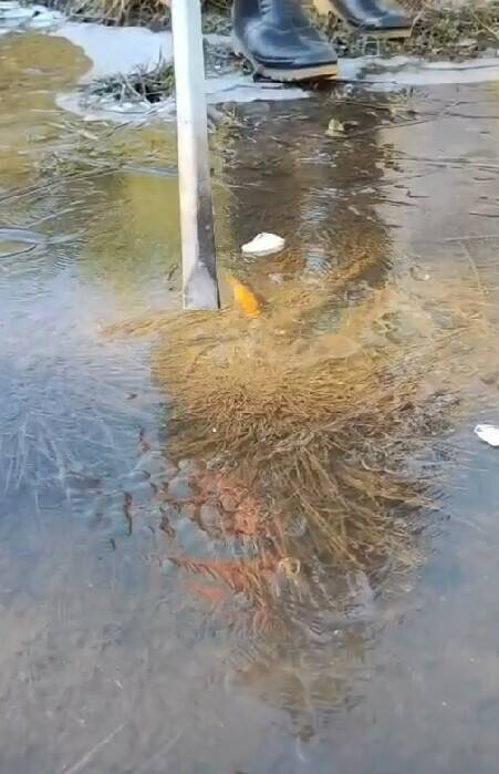 今天福壽山農場藍茵湖冰層較厚，場方人員還拿鐵夾敲打呼面，驚動錦鯉緩緩游動。 圖：福壽山農場／提供