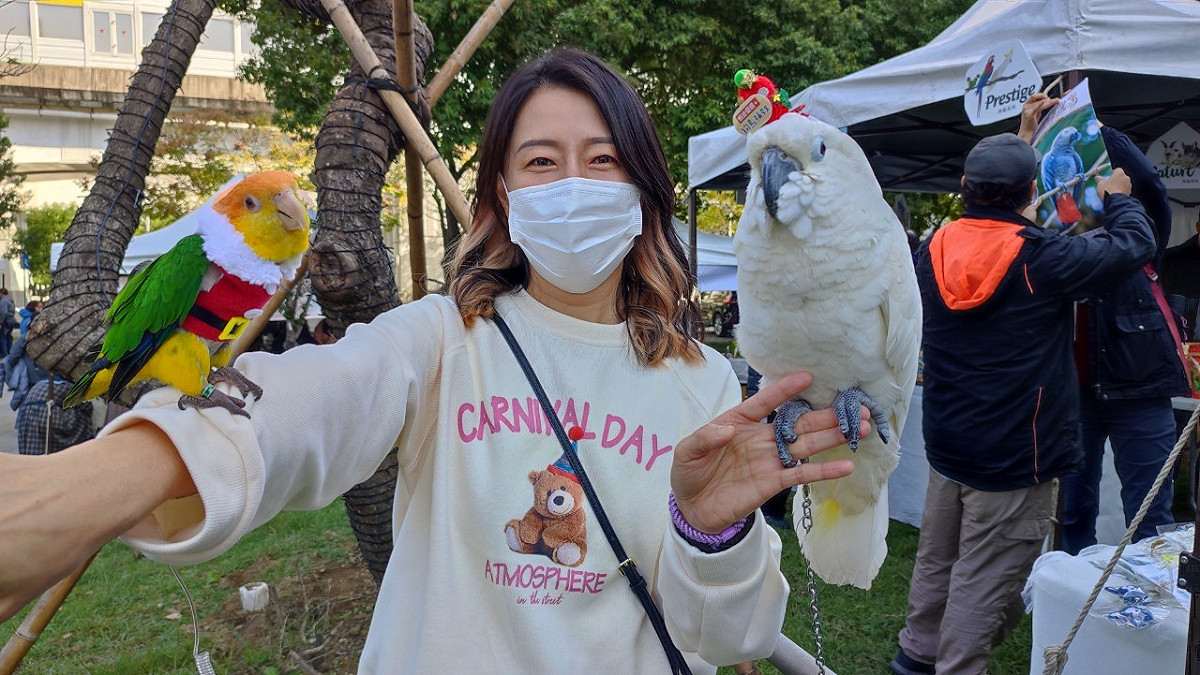 民眾和裝扮耶誕節氣氛的鸚鵡。 圖：新北市動保處提供