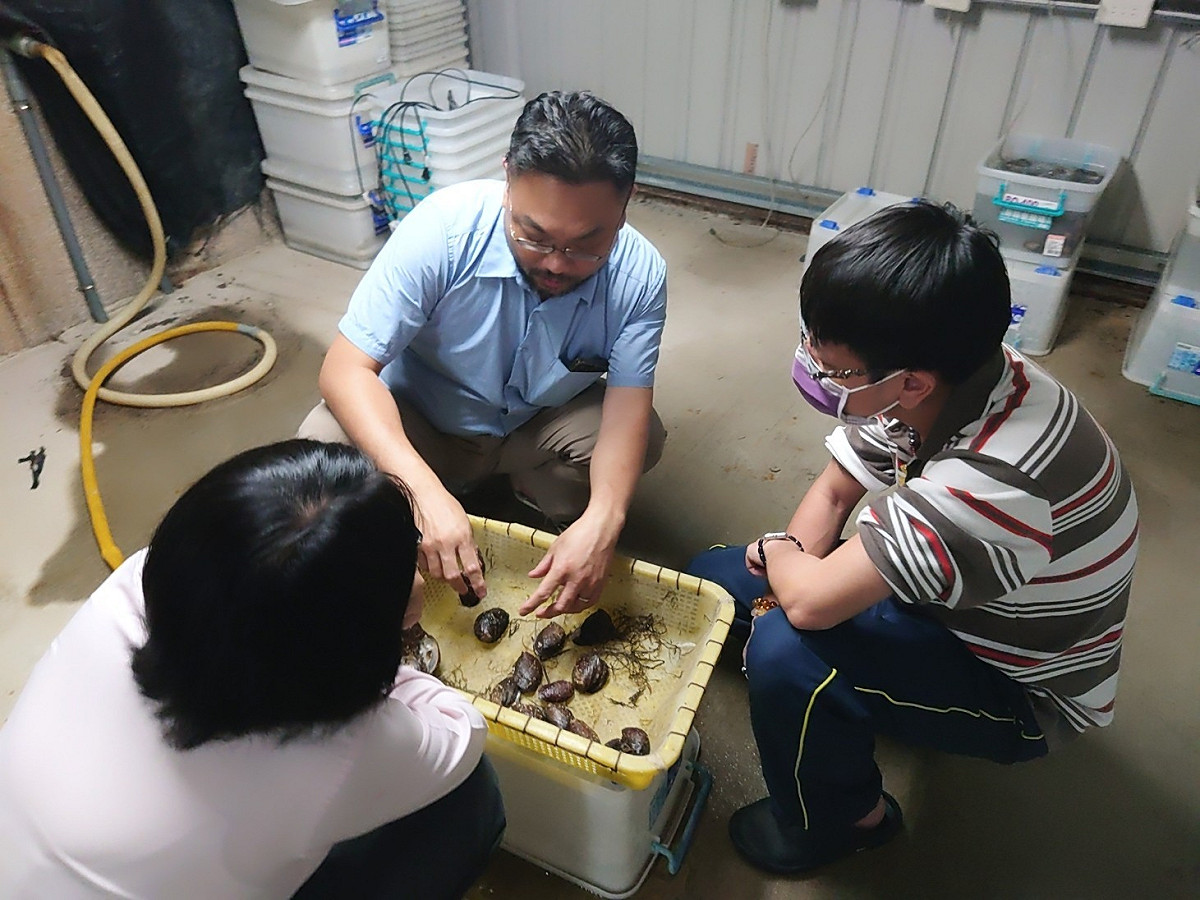 今年按照徐德華建議挑選出具性腺飽滿且體形大的九孔鮑個體。 圖：新北市漁業處提供