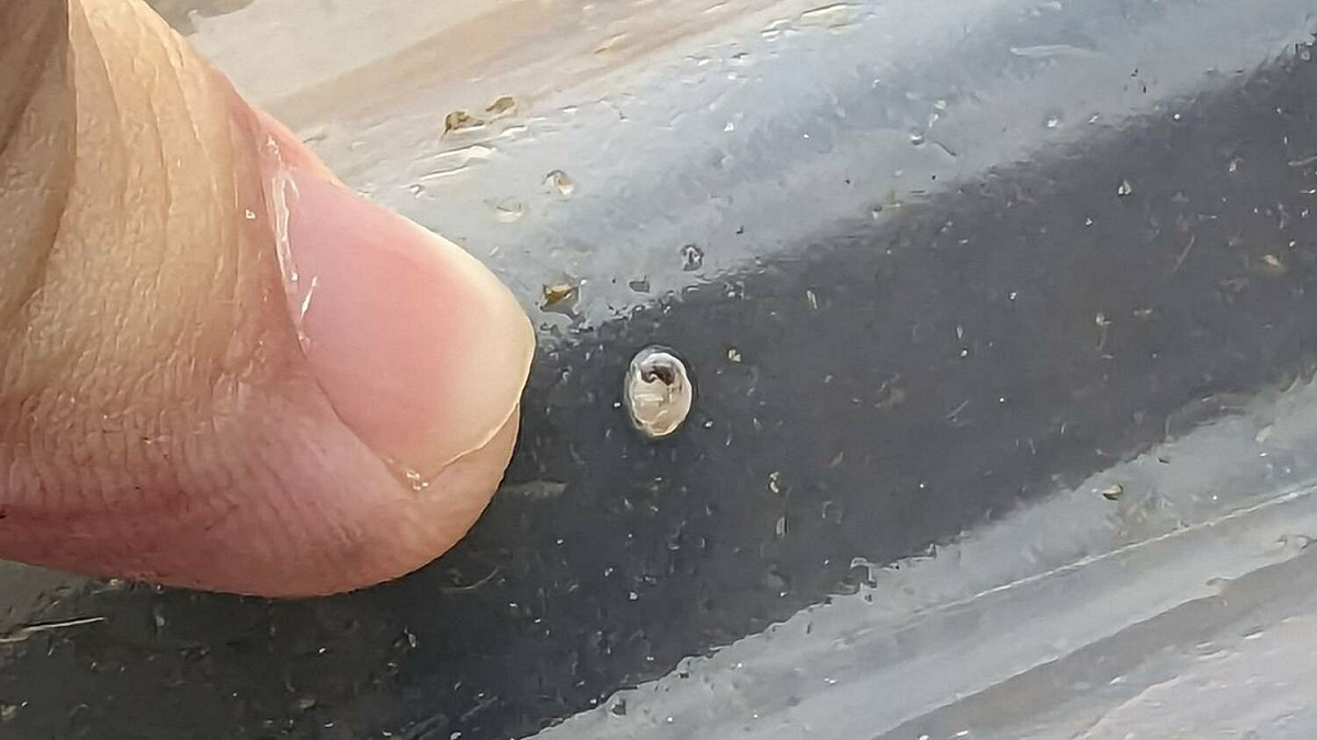 目前九孔鮑寶寶已長至0.5cm。 圖：新北市漁業處提供