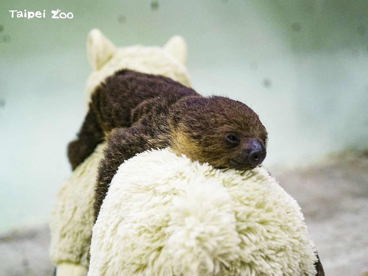 台北市動物園日於近日迎接樹懶新成員，因當天剛好是萬聖節而被保育員取名為「珊萬」。 圖：台北市立動物園／提供