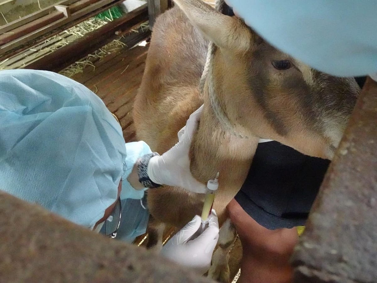 獸醫師替羊隻執行抽血檢測疾病。 圖：新北市動保處提供