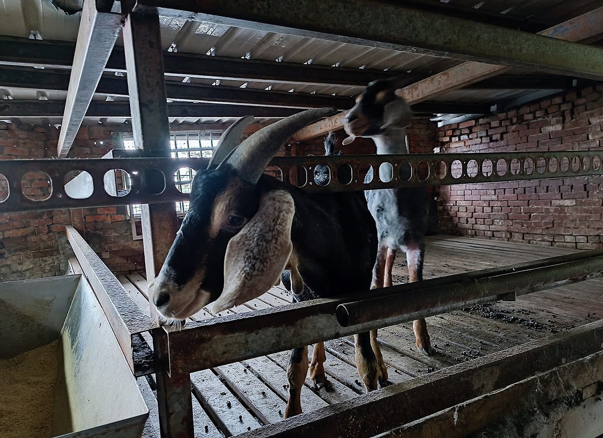 有良好的環境才能夠飼養出健康的羊。 圖：新北市動保處提供