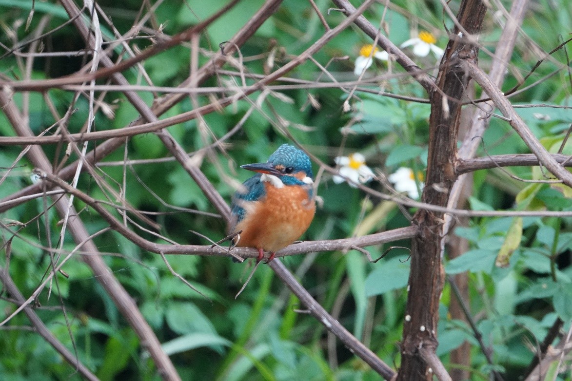 鹿角溪畔豐富動物生態（河畔樹梢棲息的翠鳥）。 圖：新北市水利局提供