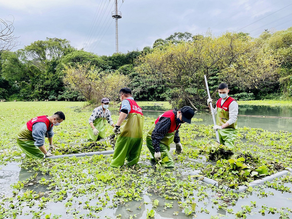 和潤企業志工撈除大萍。 圖：新北市環保局提供