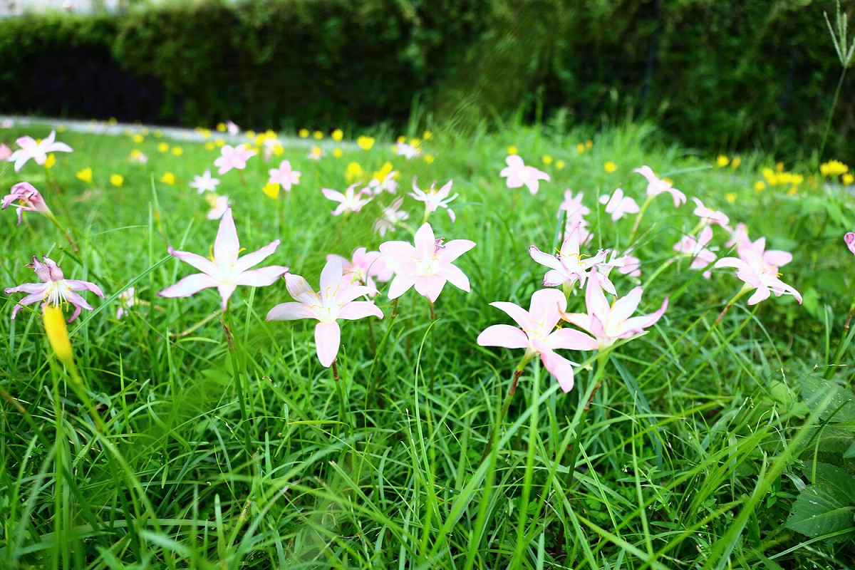 石蒜科蔥蘭屬的韭蘭、蔥蘭，平常默默的在公園在路邊生長，受降雨量與涼溫之刺激而開花故名「風雨蘭」，賞花時間約只有2-3天，位置中港大排與麗水街的綠地。 圖：新北市水利局提供