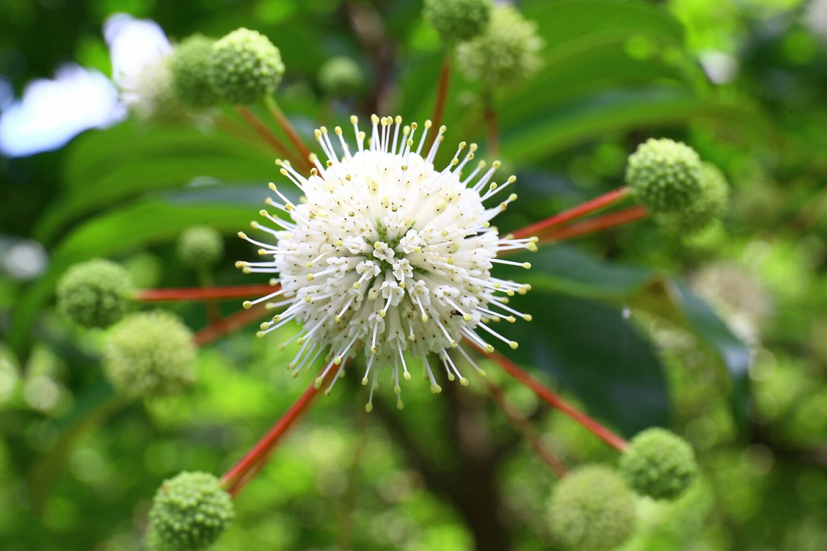 風箱樹的花很特別，多數集結成圓球狀的頭狀花序，像顆白而精巧的繡球，也像珠花，也叫「珠花樹」，花期每年5~7月，開花時香氣可傳百公尺之遠，是蝴蝶及蜜蜂或獨居蜂的蜜源，位置塭仔底濕地公園。 圖：新北市水利局提供