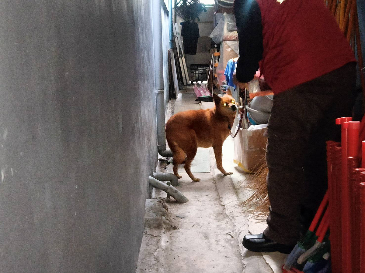 年邁浪犬大黃被一細繩套住，受困巷子裡。 圖：新北市動保處提供